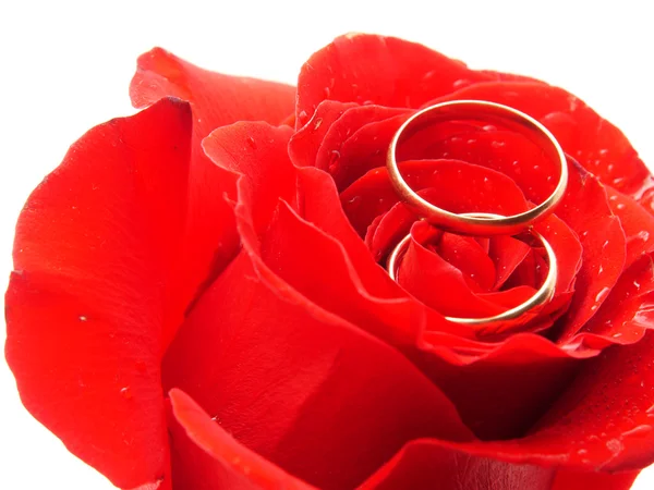 Rosa y anillos — Foto de Stock