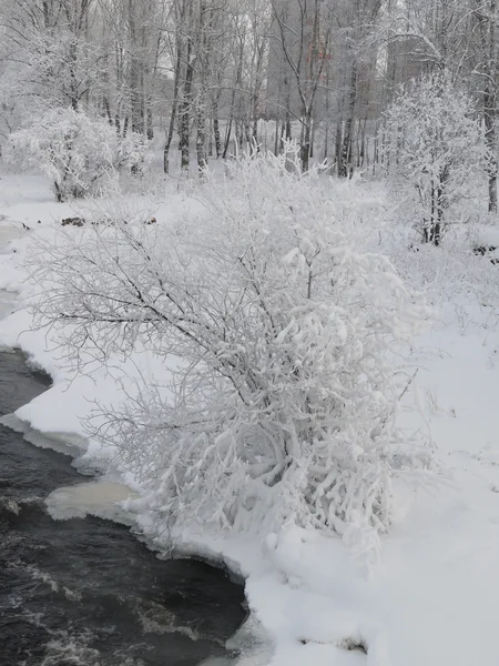 Trä på vintern — Stockfoto