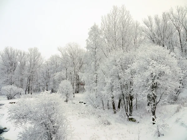 Legno in inverno — Foto Stock