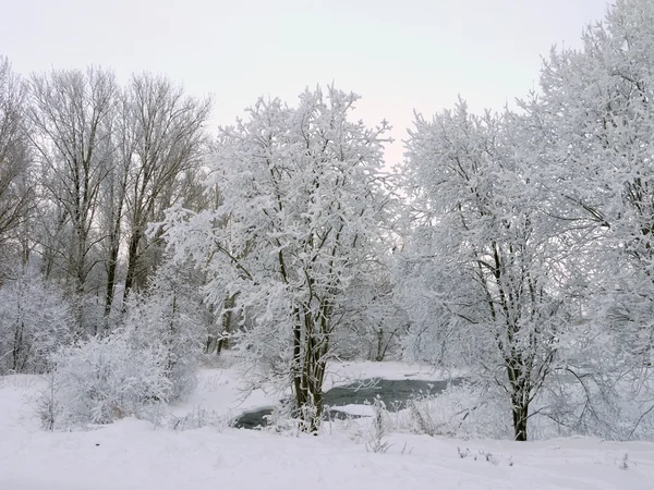 La madera en invierno —  Fotos de Stock