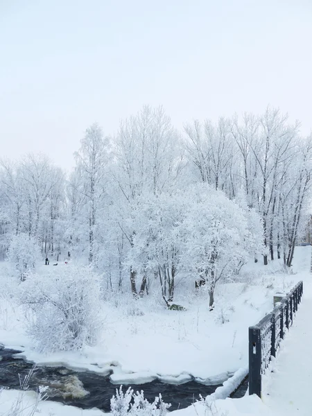 Legno in inverno — Foto Stock