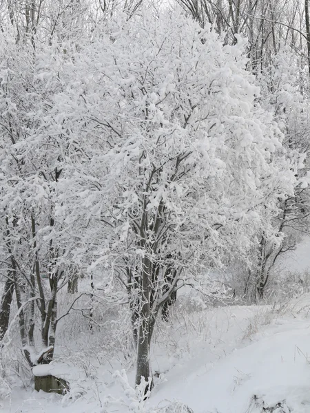 Legno in inverno — Foto Stock