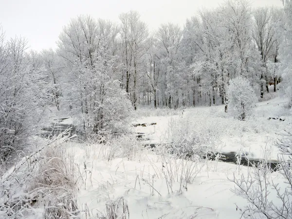 Legno in inverno — Foto Stock