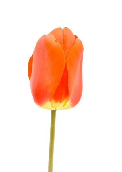 Red tulips — Stock Photo, Image