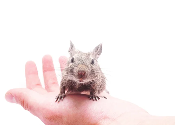 Degus zur Hand — Stockfoto