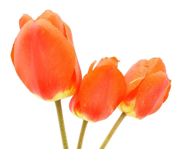 Red tulips — Stock Photo, Image