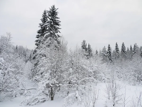 Winter landscape — Stock Photo, Image