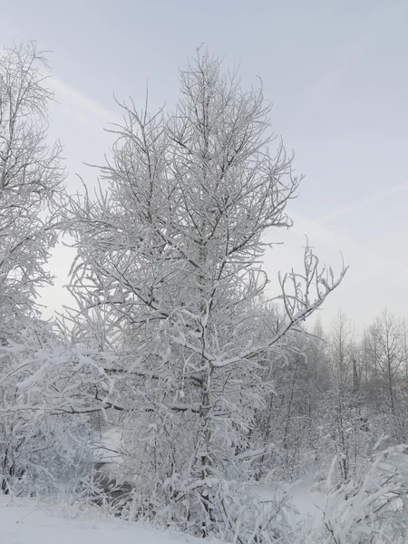 La madera en invierno —  Fotos de Stock