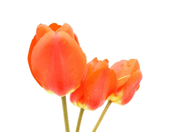 Red tulips — Stock Photo, Image