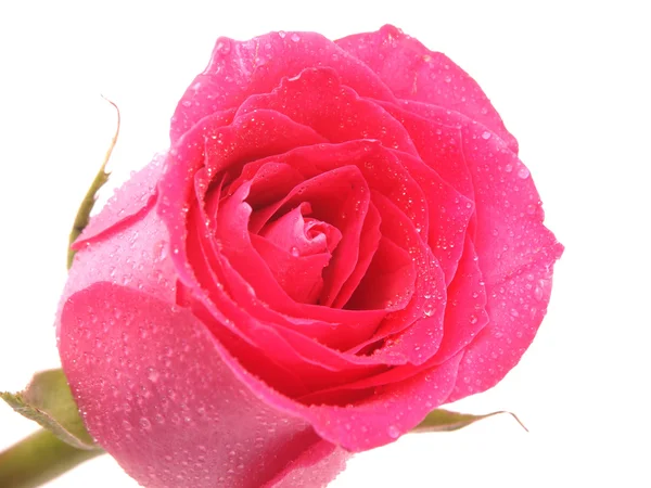 Rose auf weißem Hintergrund — Stockfoto