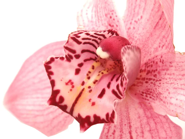 Schöne Orchideenblume — Stockfoto