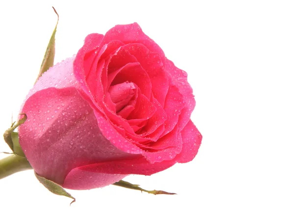 Rose auf weißem Hintergrund — Stockfoto