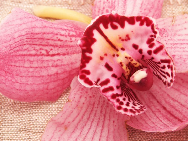 Orchid at sacking — Stock Photo, Image