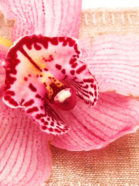 Orchidea na zwolnieniu — Zdjęcie stockowe