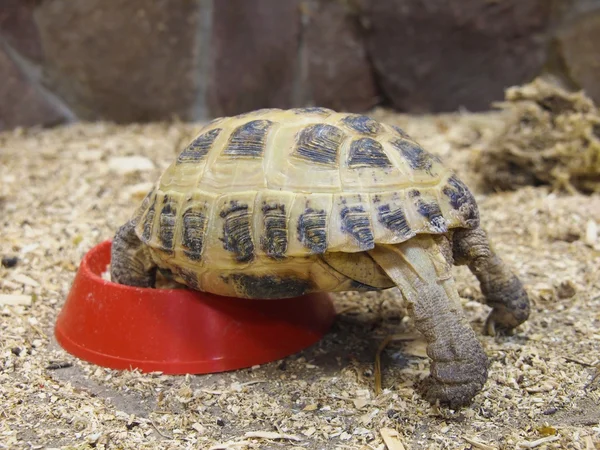 Turtle — Stock Photo, Image