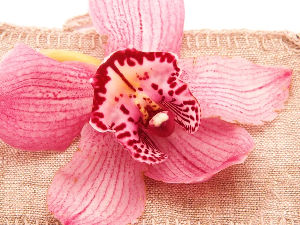La orquídea al saqueo — Foto de Stock