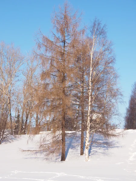 Paisaje invierno —  Fotos de Stock