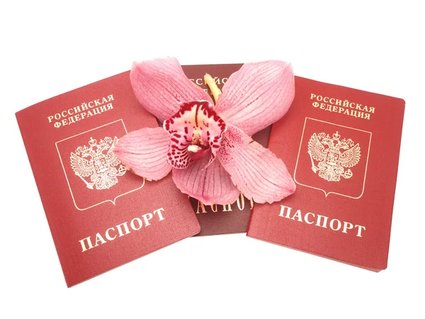 Orchidea e un passaporto — Foto Stock