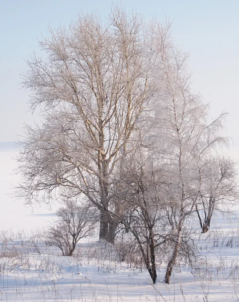 Paisaje invierno —  Fotos de Stock