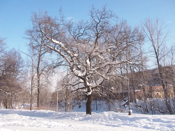 Paesaggio invernale — Foto Stock