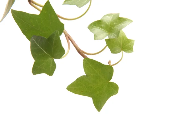 Green ivy on a white background — Stock Photo, Image