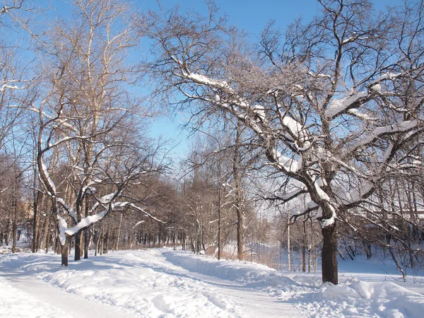 Paisaje invierno —  Fotos de Stock