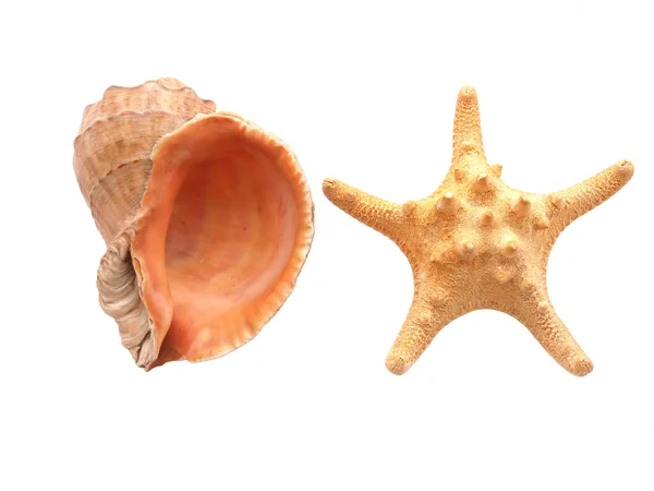 Hvězdice a shell na bílém pozadí — Stock fotografie