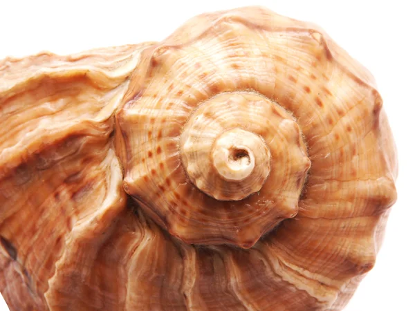 Seashell på vit bakgrund — Stockfoto