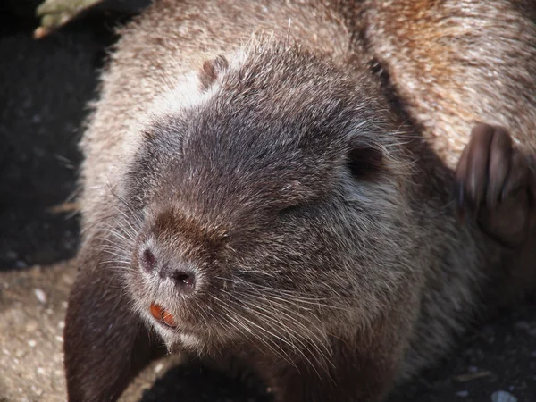 Porträtt av en nutria — Stockfoto