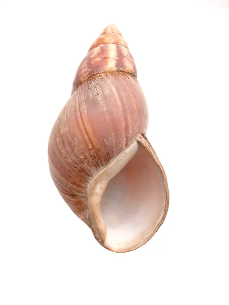 Tigela de um caracol em um fundo branco — Fotografia de Stock