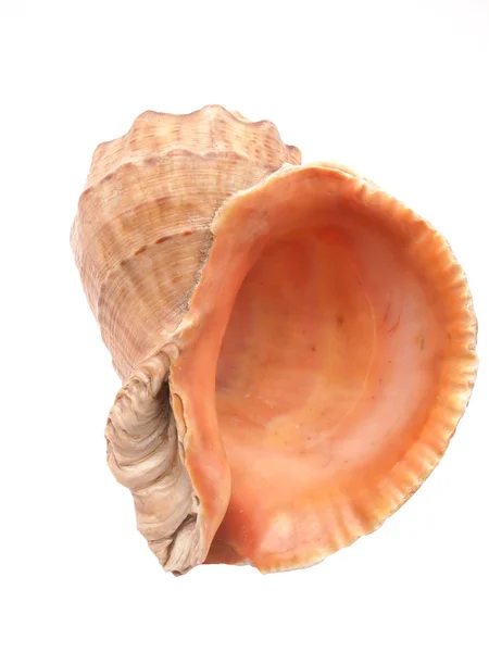 Seashell på vit bakgrund — Stockfoto