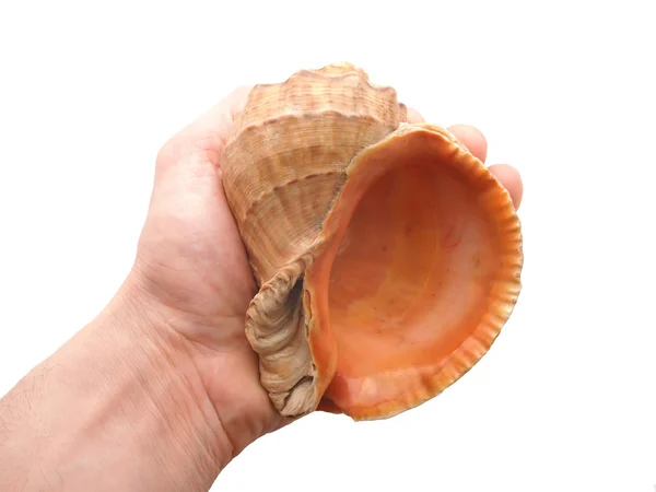 Seashell i handen på en vit bakgrund — Stockfoto