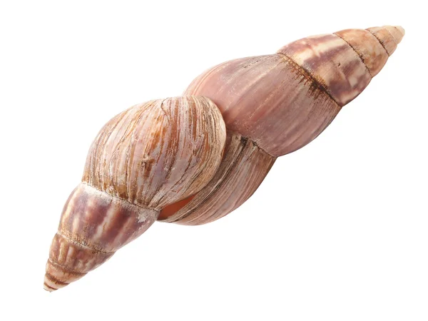 Schalen einer Schnecke auf weißem Hintergrund — Stockfoto