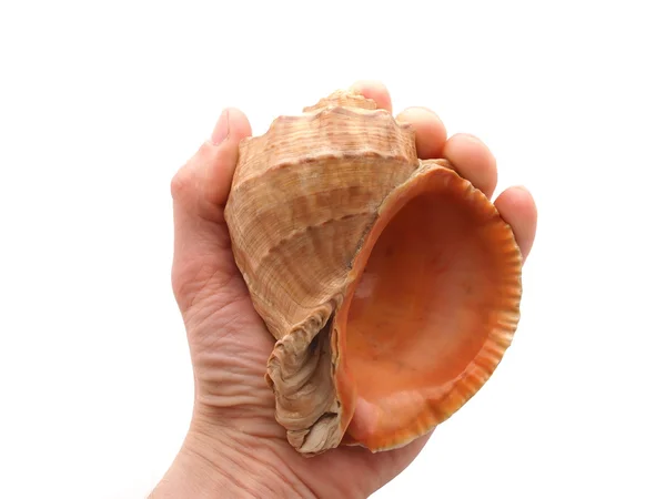 Seashell in hand on a white background — Stock Photo, Image