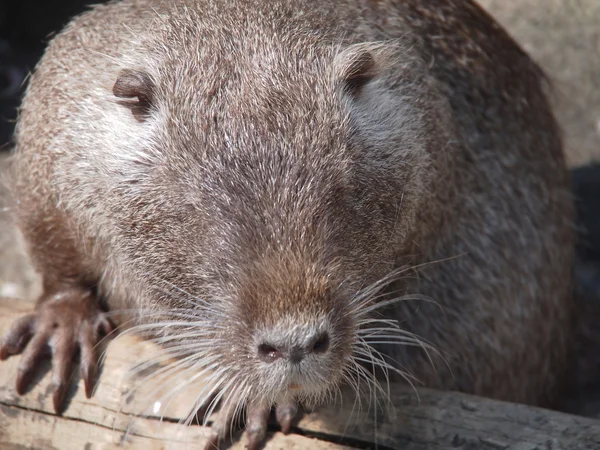 Retrato de una nutria — Foto de Stock