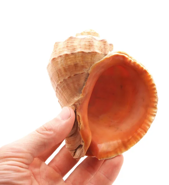 Concha marina en la mano sobre un fondo blanco — Foto de Stock