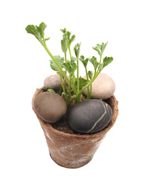 Buttercup in a pot on a white background — Stock Photo, Image