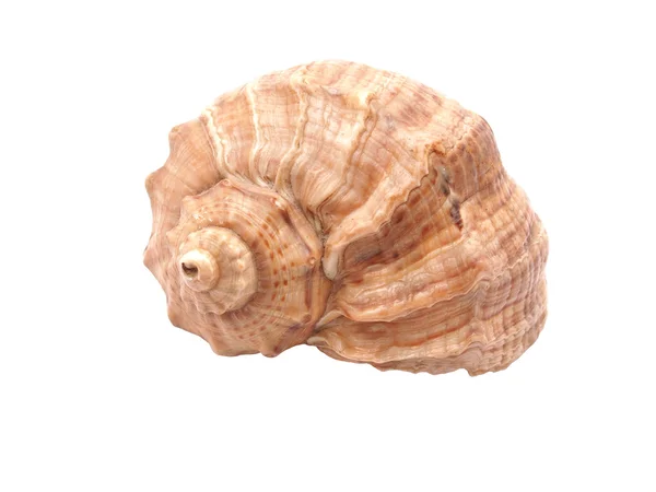 Seashell on white background — Stock Photo, Image