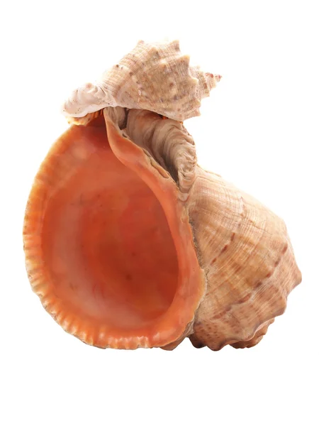 在白色背景上的两个海贝壳 — 图库照片