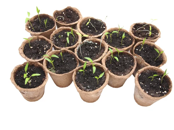Seedlings of pepper on a white background — Stock Photo, Image