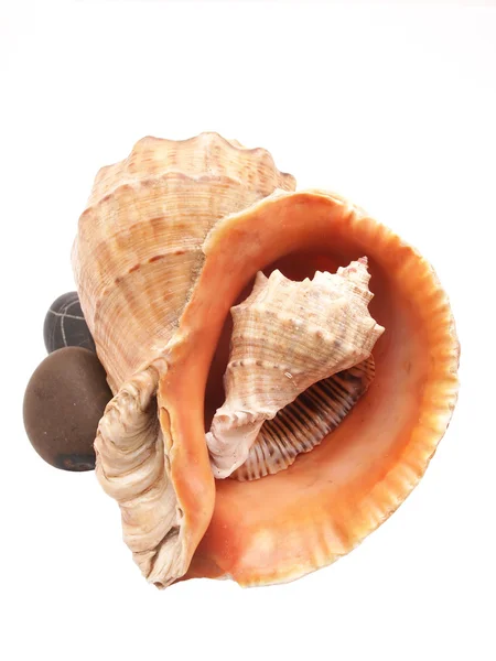 Two marine shells and pebbles on a white background — Stock Photo, Image