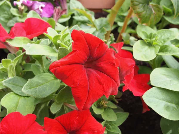 Close up of a red petunia arrangement in the garden — Stock Photo, Image