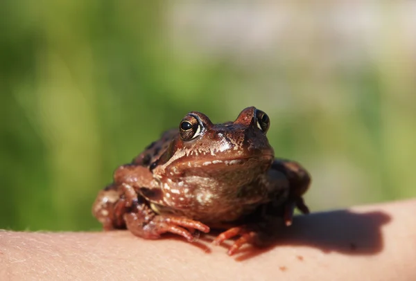 Foto de una rana sentada en una mano — Foto de Stock
