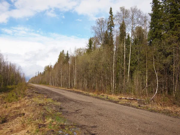 De weg in het bos — Stockfoto