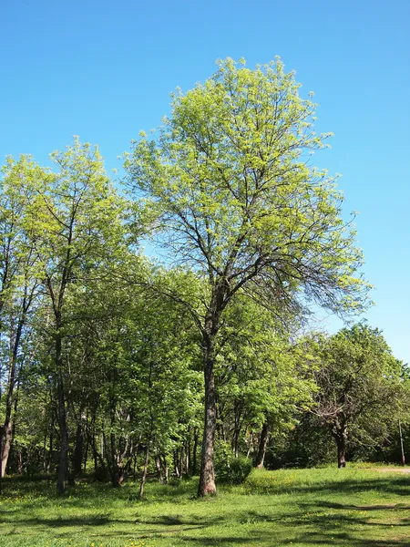 Parque de verano, árboles — Foto de Stock