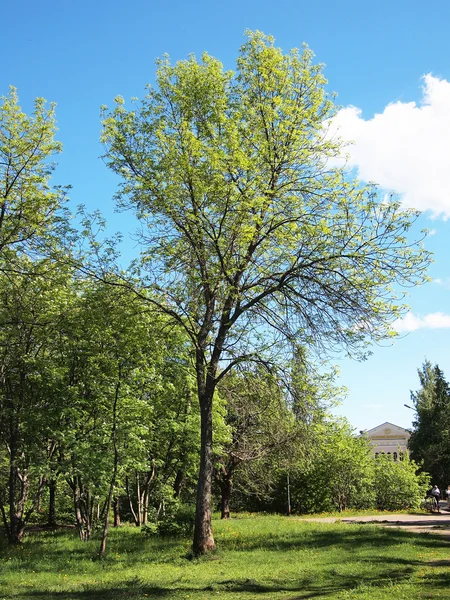 Summer park, trees — Stock Photo, Image