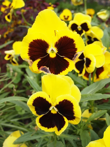Yellow viola — Stock Photo, Image