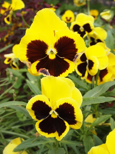 Yellow viola — Stock Photo, Image