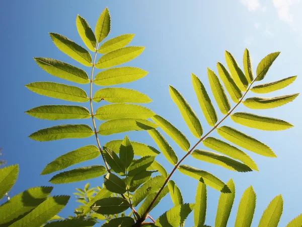 Fogliame verde di un sorbo contro il cielo in estate — Foto Stock