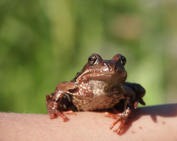 Foto eines Frosches, der auf einer Hand sitzt — Stockfoto